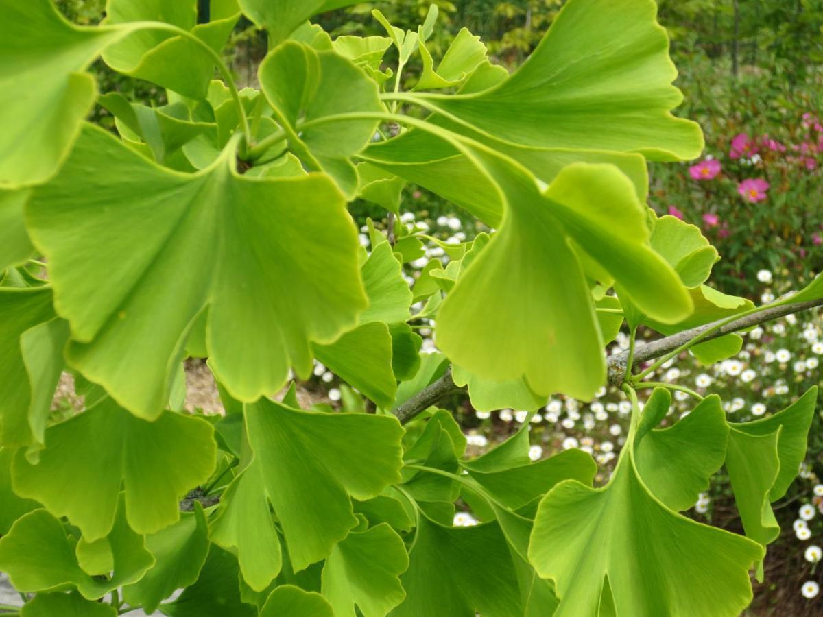 Twin Ginkgo Βίλα Ζιβερνί Εξωτερικό φωτογραφία