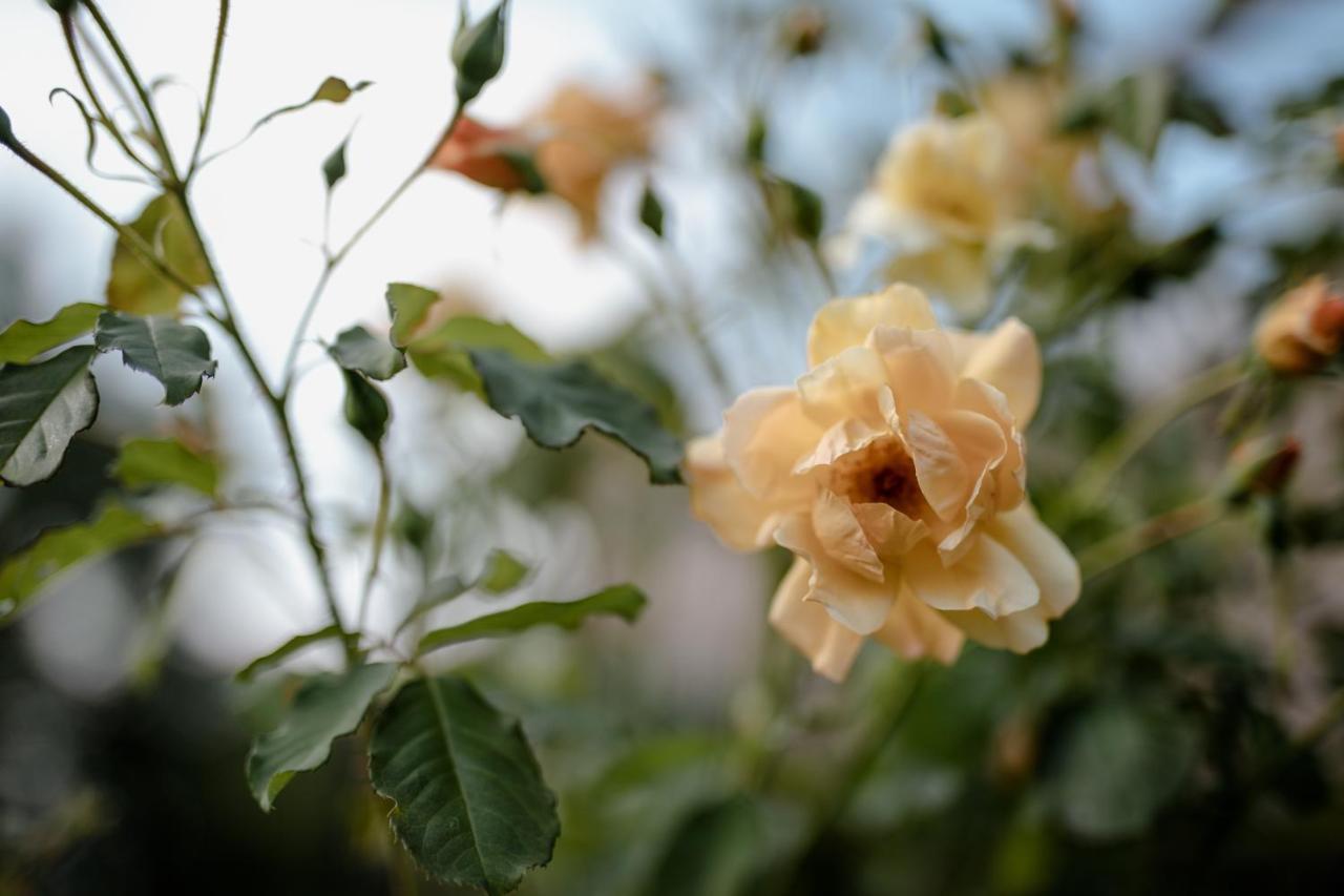 Twin Ginkgo Βίλα Ζιβερνί Εξωτερικό φωτογραφία