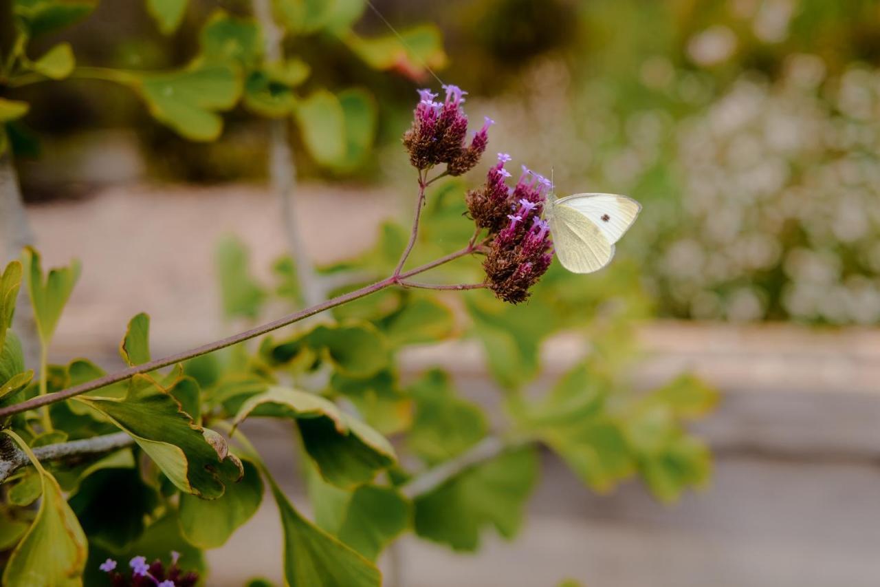 Twin Ginkgo Βίλα Ζιβερνί Εξωτερικό φωτογραφία